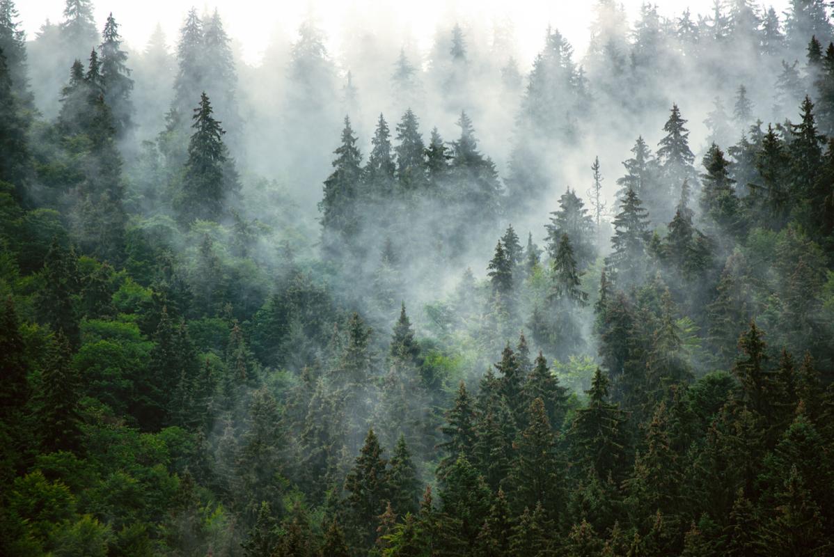 Fototapeta ciemnozielony las we mgle