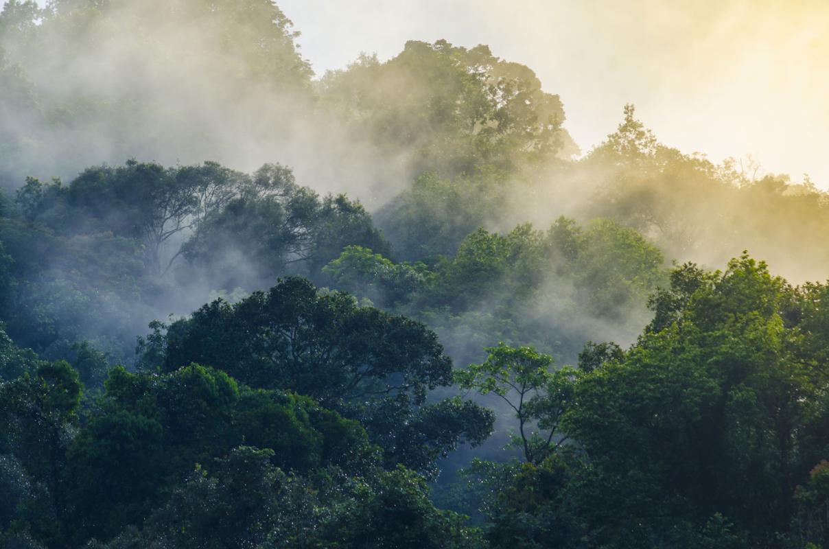 Tapeta las we mgle z promieniami słońca