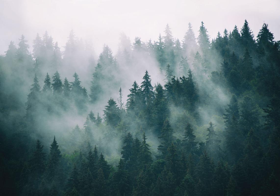 Tapeta las we mgle w różowym odcieniu