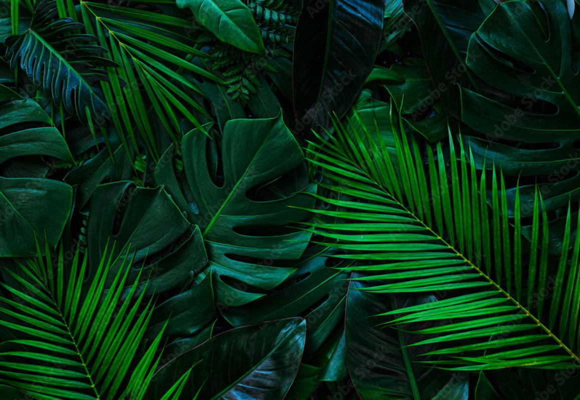 Ciemnozielone liście tropikalne na fototapecie